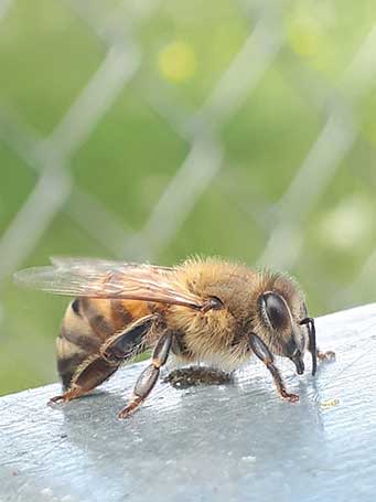 bee kind to pollinators