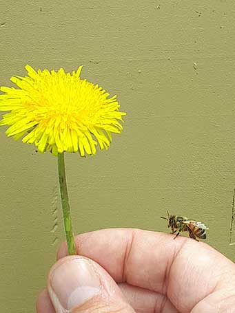 bee kind to pollinators