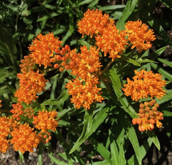 PLANTS THAT ATTRACT BUTTERFLIES West Island Home and Life