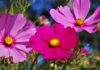 FIVE EASY ANNUALS TO START INDOORS