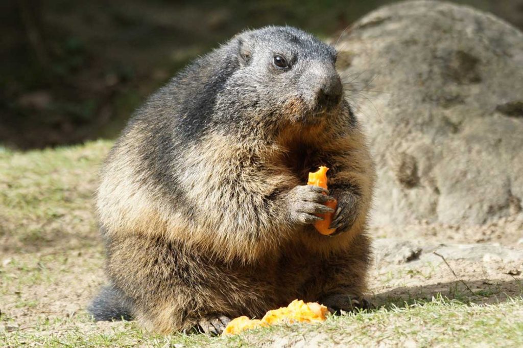 the great marmot war of 2021