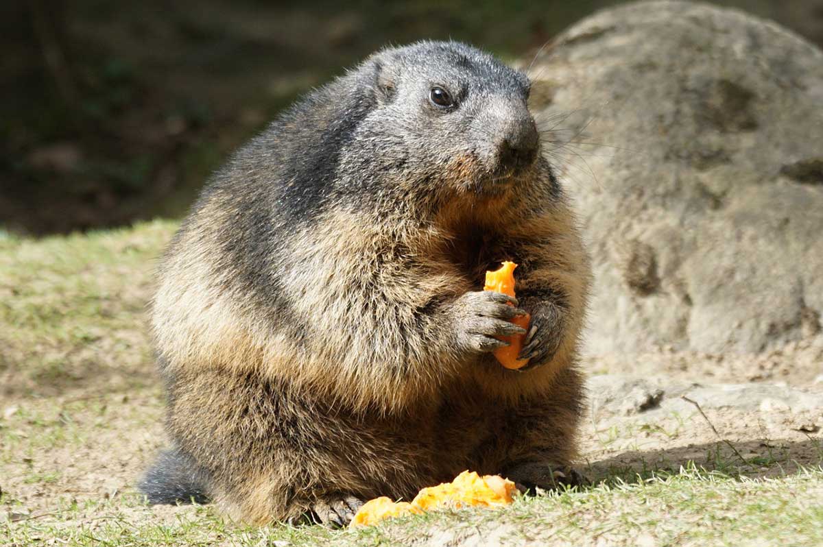 Top MARMOT