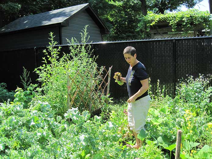 homesteading in the burbs