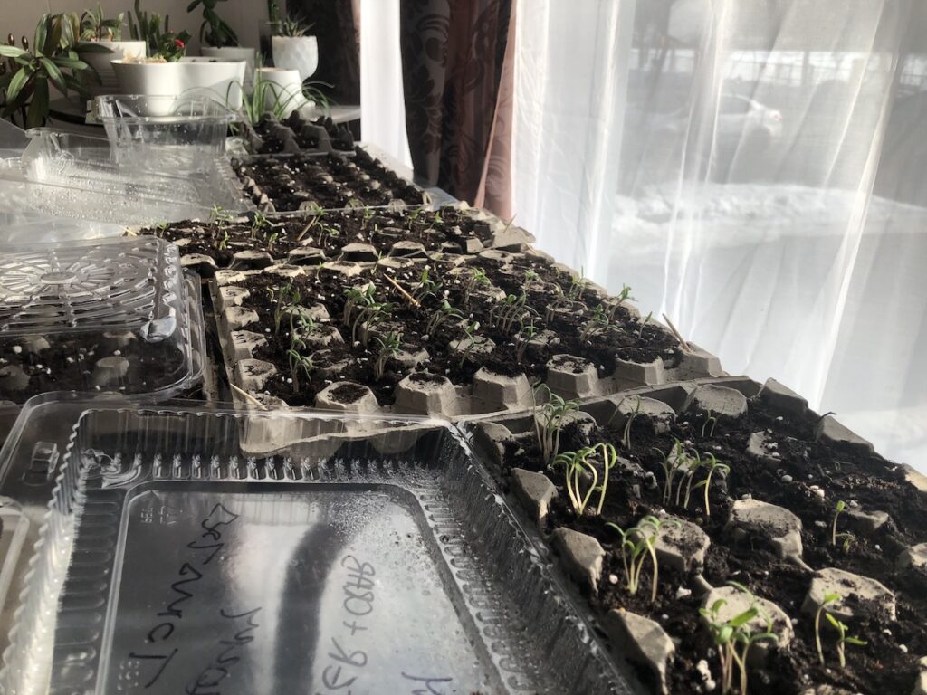 starting a garden from seed
