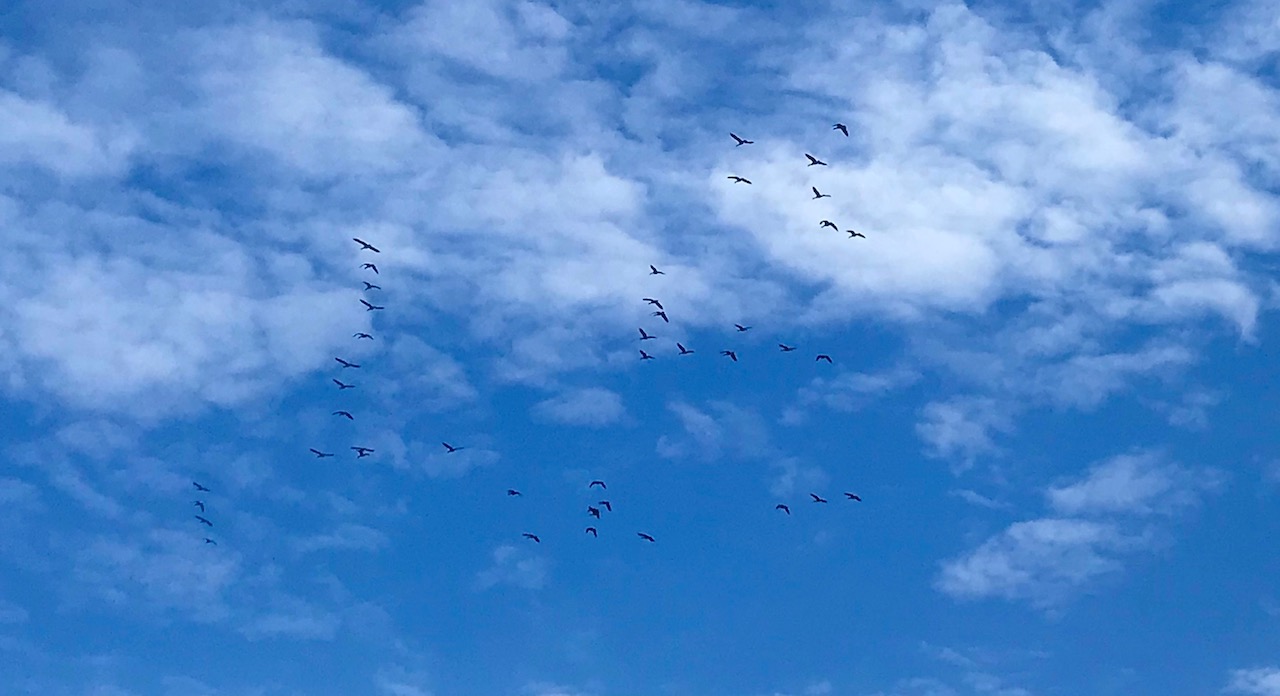 The West Island's Autumn Bird Migration - West Island Home And Life