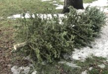 CURBSIDE COLLECTION OF CHRISTMAS TREES